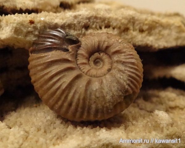 аммониты, мел, Ammonites, Acanthohoplites, Cretaceous
