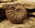 Acanthohoplites
