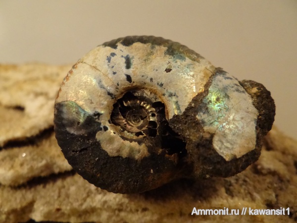 аммониты, юра, волжский ярус, Ярославская область, Craspedites, Craspedites jugensis, Ammonites, Volgian, Jurassic