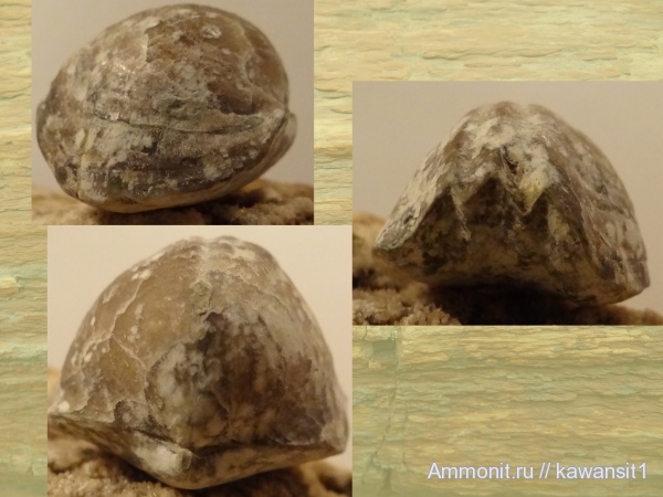 брахиоподы, девон, Devonian, Rhynchonellida, Leiorhynchus