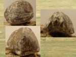 Leiorhynchus