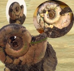 Kachpurites fulgens с устьем(?)