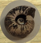 Craspedites nekrassovi