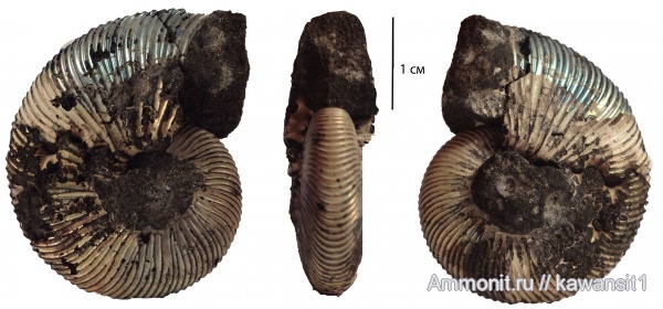 аммониты, юра, Москва, Virgatites, волжский ярус, Virgatites gerassimovi, Ammonites, зона Virgatites virgatus, отвалы метро, Virgatitidae, Volgian, Jurassic