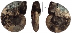Virgatites gerassimovi (2)