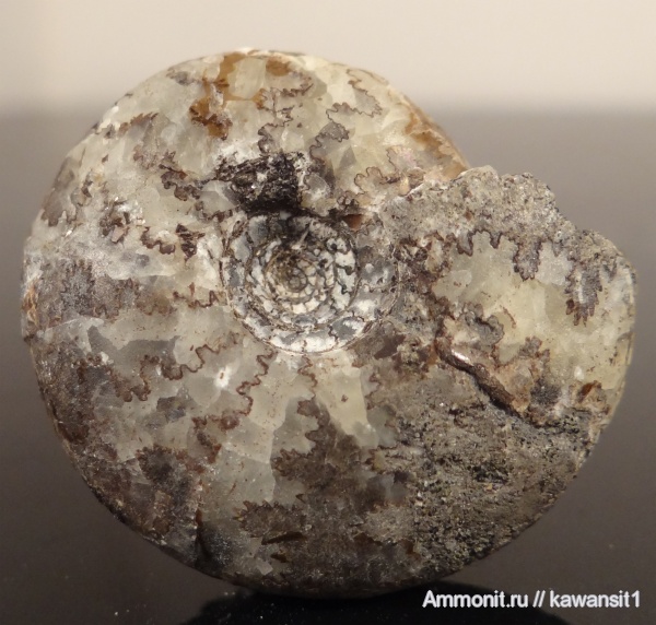 аммониты, юра, волжский ярус, Craspedites, р. Унжа, Ammonites, лопастные линии, Volgian, Jurassic