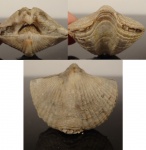 Licharewia rugulata