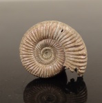Binatisphinctes с ранними оборотами