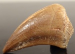 Mosasaurus anceps