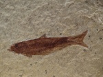 Knightia sp.