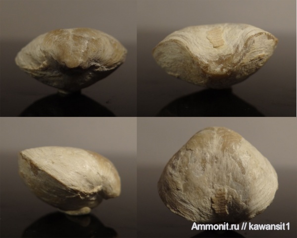брахиоподы, девон, Devonian, Athyris, Athyris concentrica, Athyridida