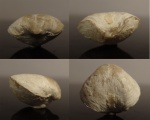 Athyris