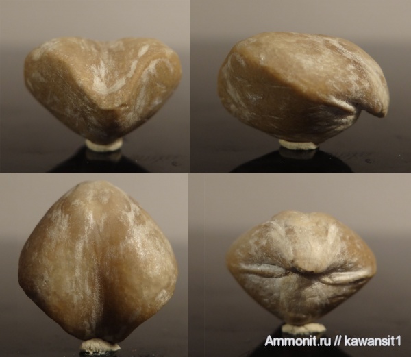 брахиоподы, Athyris, Athyris concentrica