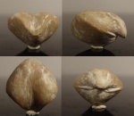 Athyris concentrica