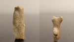 Мшанки Rhombotrypella sp.