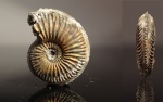 Amoeboceras alternoides