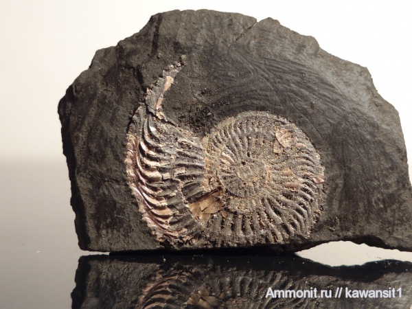 аммониты, юра, Бронницы, оксфорд, Amoeboceras, Amoeboceras ilovaiskii, устье, Ammonites, вентральный ростр, Oxfordian, Jurassic, ventral rostrum