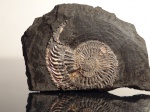 Amoeboceras ilowaiskii с устьем