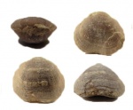 Schizophoria