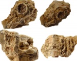 Actinocyathus