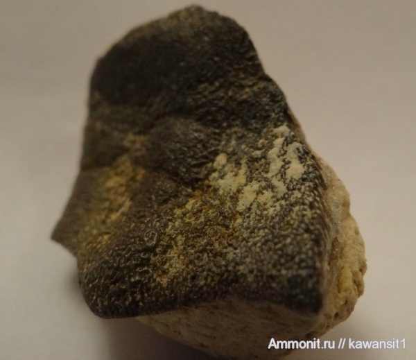 окаменелости, карбон, зубы, позвоночные, Fossils, Psammodus, Psammodontiformes, teeth
