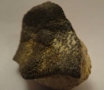 Psammodus