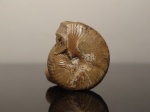 Popanoceras sp.