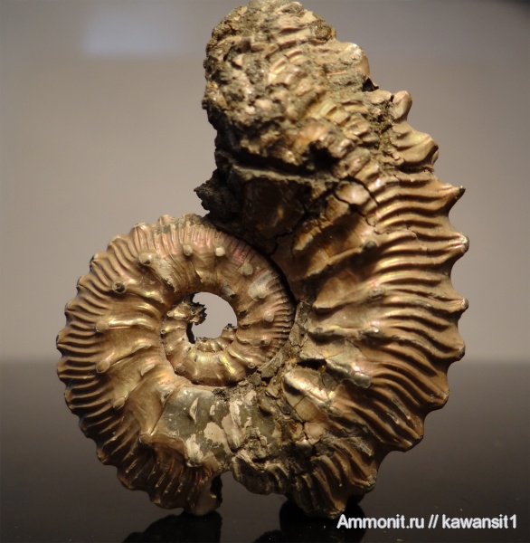 аммониты, юра, Михайлов, Kosmoceras, келловей, Ammonites, шипы, Callovian, Jurassic, Middle Jurassic