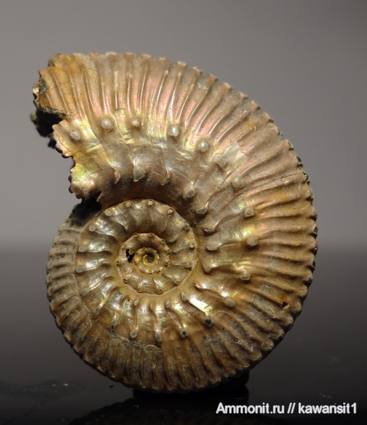 аммониты, юра, Михайлов, Kosmoceras, келловей, Ammonites, Callovian, Jurassic, Middle Jurassic