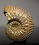 Kosmoceras pollucinum