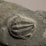Elrathia kingii