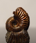 "Медный" Amoeboceras