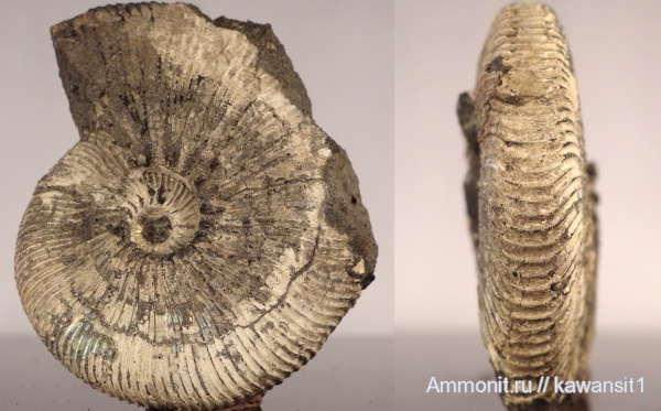 аммониты, юра, Москва, Virgatites, волжский ярус, Virgatites gerassimovi, Ammonites, зона Virgatites virgatus, отвалы метро, Virgatitidae, Volgian, Jurassic