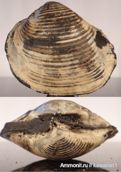 юра, двустворки, волжский ярус, Astarte, зона Virgatites virgatus, Astarte rouillieri, Volgian, Jurassic