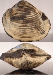 Крупная Astarte rouilleri