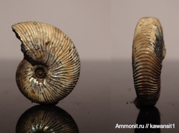 аммониты, юра, Москва, Virgatites, волжский ярус, Virgatites gerassimovi, Ammonites, зона Virgatites virgatus, отвалы метро, Virgatitidae, Volgian, Jurassic