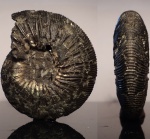 Virgatites gerassimovi(?) с отпечатками мускулов