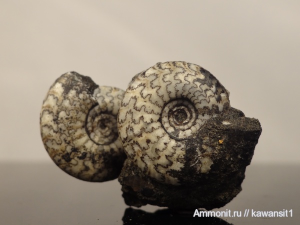 аммониты, юра, волжский ярус, Craspedites, р. Унжа, Ammonites, лопастные линии, Volgian, Jurassic