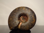 Craspedites okensis