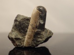 Ptychoceras sp. с устьем