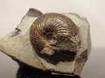 Chondroceras sp.