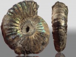 Virgatites gerassimovi