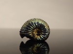 Маленький Virgatites pallasianus