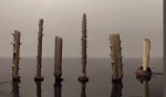 Rhabdocidaris spp.