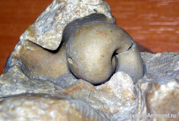 Bellerophon
