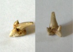 зуб акулы Leptostyrax [Odontaspis] macrorhysa