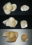 зубы Ptyhodus