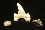 Polyacrodus из Варавино
