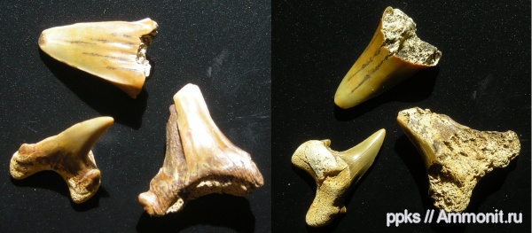 зубы, меловой период, акулы, Шацк, Cretaceous, teeth, sharks