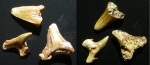 зубы Cretoxyrhyna cf. denticulata
